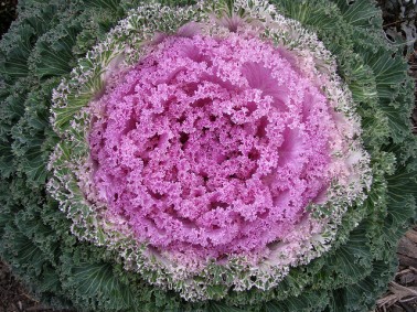 flowering kale